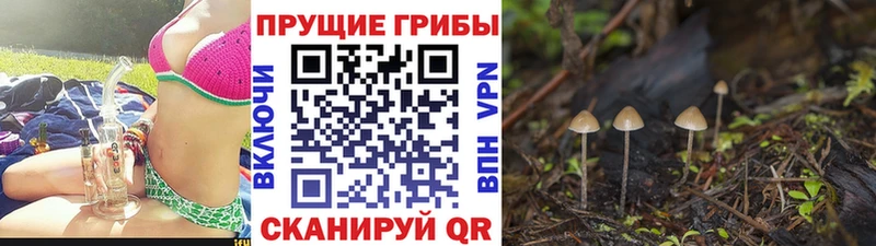 где купить наркоту  Бежецк  Галлюциногенные грибы мицелий 